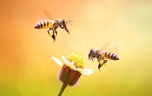 Picture - (max-width: 767px)